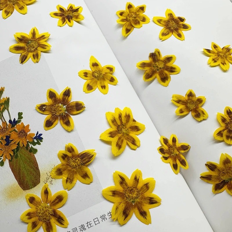 ดอกไม้กดแห้งจริง DIY อีพ็อกซี่มือถือกรณีตกแต่งกรอบรูปลายนูนกลีบอุปกรณ์แต่งหน้า