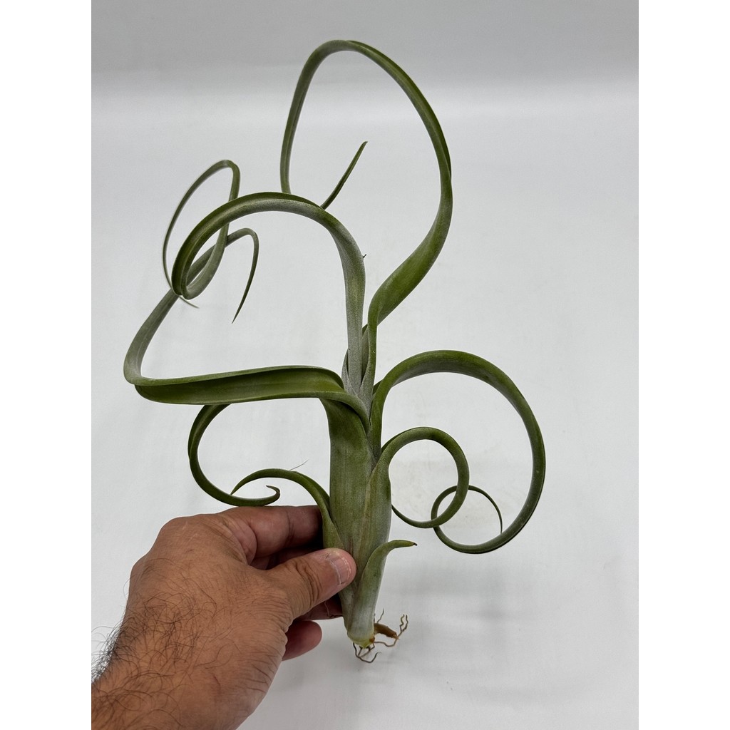 มุมมอง 3