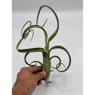Tillandsia Intermedia ทิลแลนเซีย