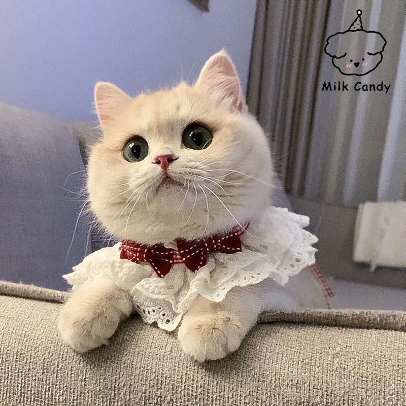 COD😻ผ้าพันคอแมว ผูกโบว์ พิมพ์ลายลูกไม้ ปลอกคอสัตว์เลี้ยง เอี๊ยม ประดับโบว์ - รูปที่ 4