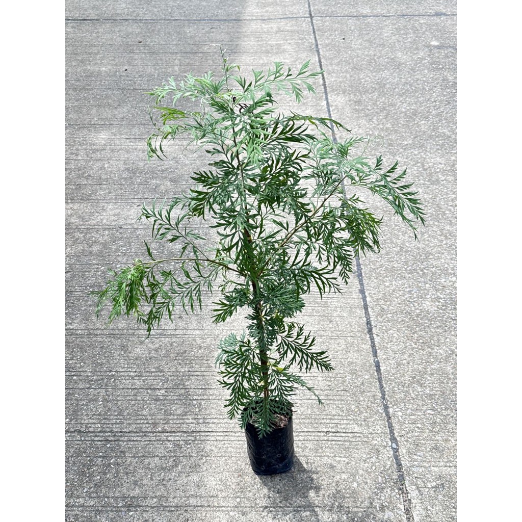 มุมมอง 3