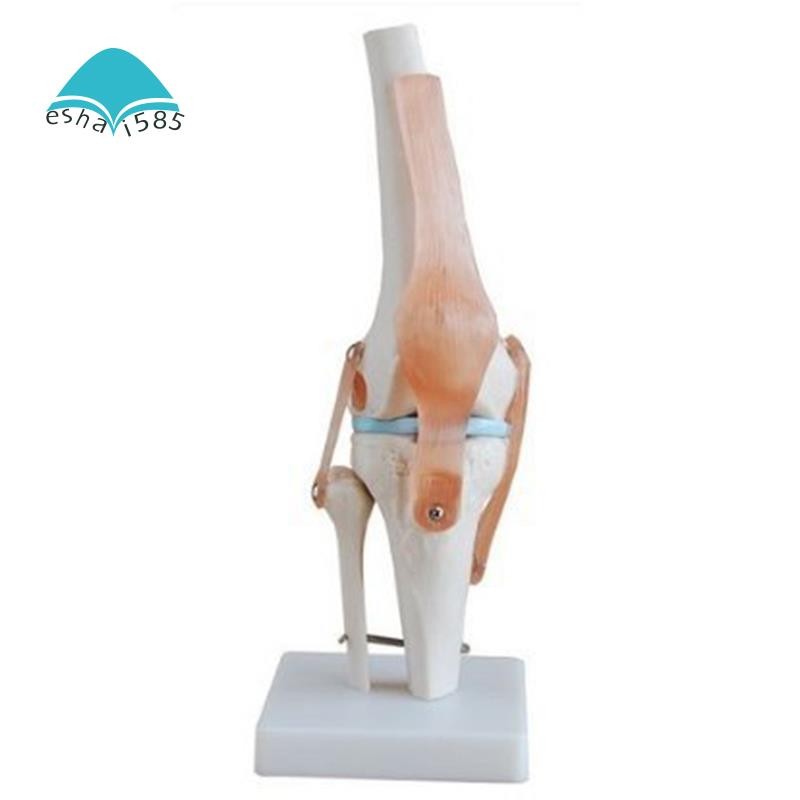 Eshai585Knee Joint จําลองรุ่น Anatomy Human 1:1 Life Size