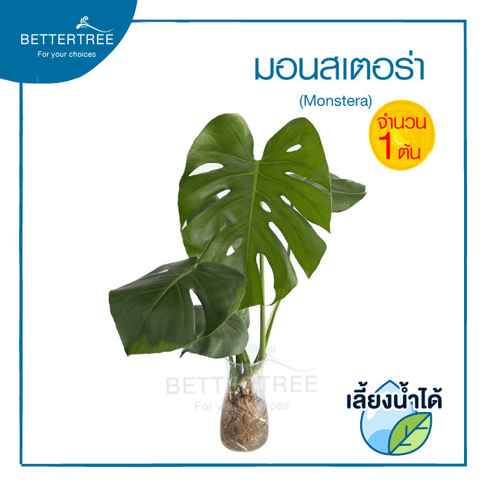 มอนสเตอร่าต้นใหญ่(จำนวน 1 ต้น) ต้นยาวประมาณ 50 cm เลี้ยงน้ำได้ ไม้ฟอกากาศ monstera