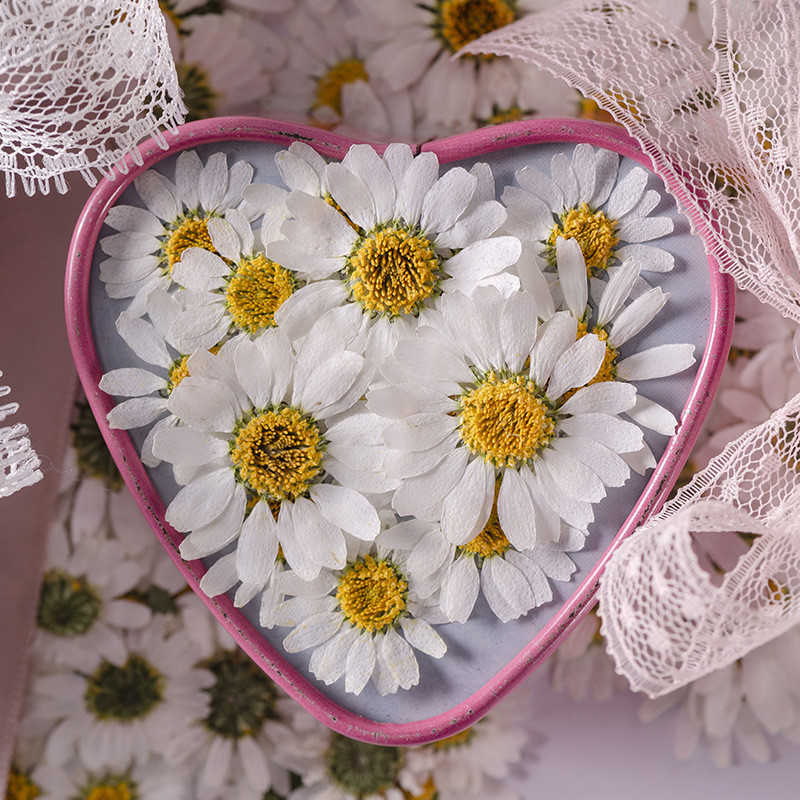 1 ชิ้นคริสตัลสีขาวดอกเบญจมาศดอกไม้แห้ง ทําเอง เคสโทรศัพท์สติกเกอร์เด็กดอกไม้จริงตกแต่งใบหน้า