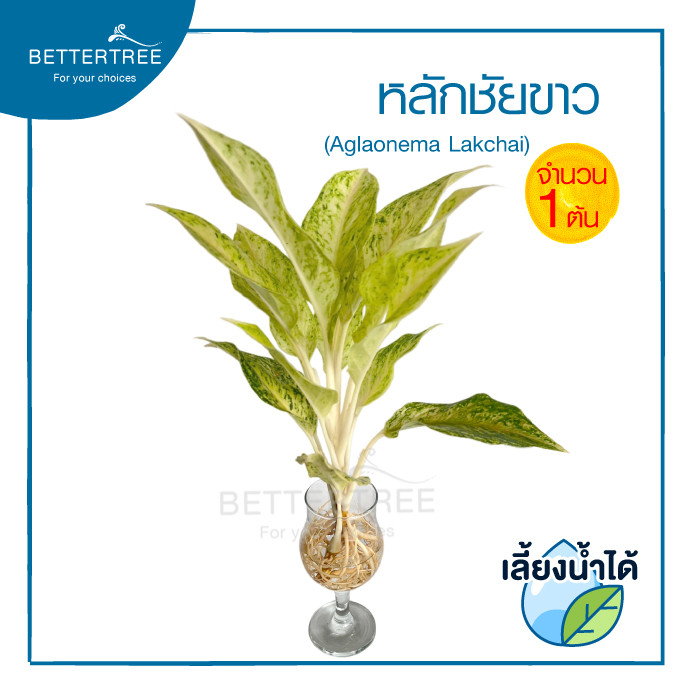 หลักชัยขาวต้นใหญ่(จำนวน 1 ต้น) เลี้ยงน้ำได้ ไม้ฟอกากาศไม้มงคล