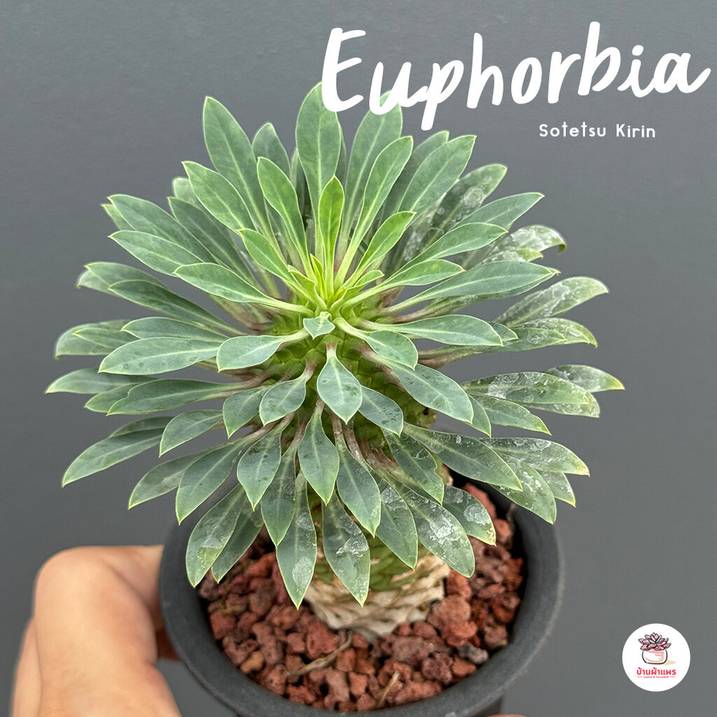 Euphorbia Sotetsu Kirin แคคตัส กระบองเพชร cactus&succulent