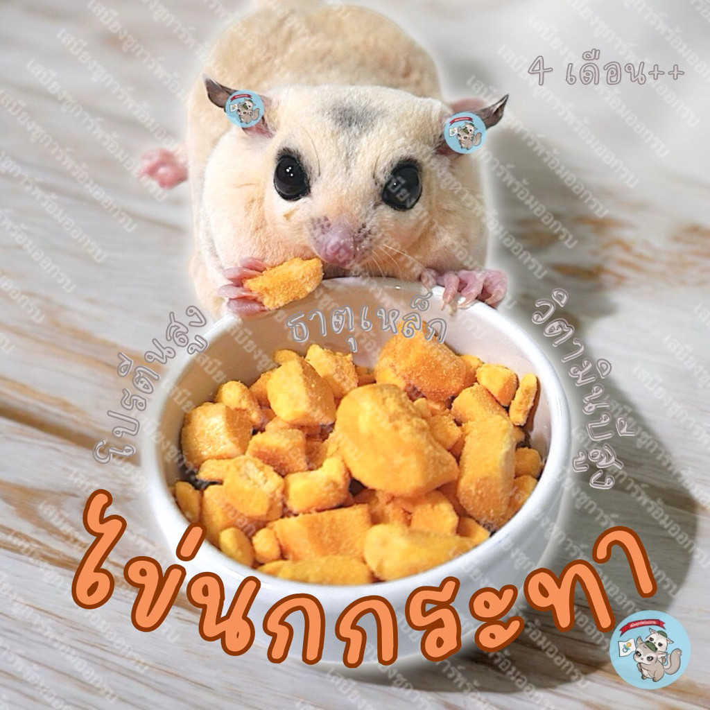 ( ไข่นกกระทาอบแห้ง ) ไข่แดง ไข่แดงอบแห้ง ไข่อบแห้ง ไข่ อาหาร ขนม ชูก้า ชูการ์ กระรอก แฮมสเตอร์ ดอร์เมาส์ บุชเบบี้ ลิง