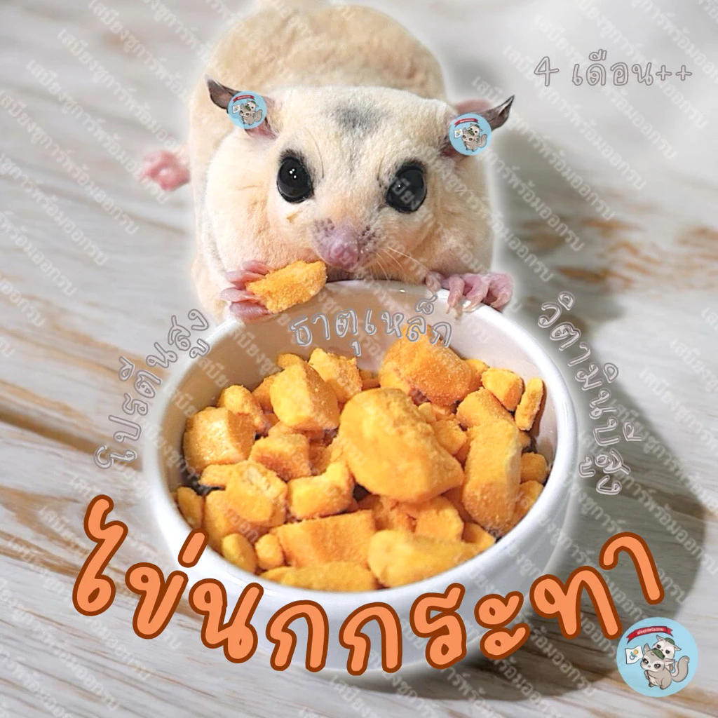 ( ไข่นกกระทาอบแห้ง ) ไข่แดง ไข่แดงอบแห้ง ไข่อบแห้ง ไข่ อาหาร ขนม ชูก้า ชูการ์ กระรอก แฮมสเตอร์ ดอร์เมาส์ บุชเบบี้ ลิง