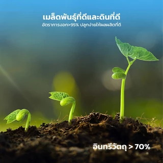 LOFTHOME กระถางต้นไม้ พร้อมเมล็ดพันธุ์ ขนาดเล็ก มะเขือเทศ ทานตะวัน ปลูกได้ภายในบ้าน หรือออฟฟิศ