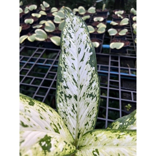 มุมมอง 2