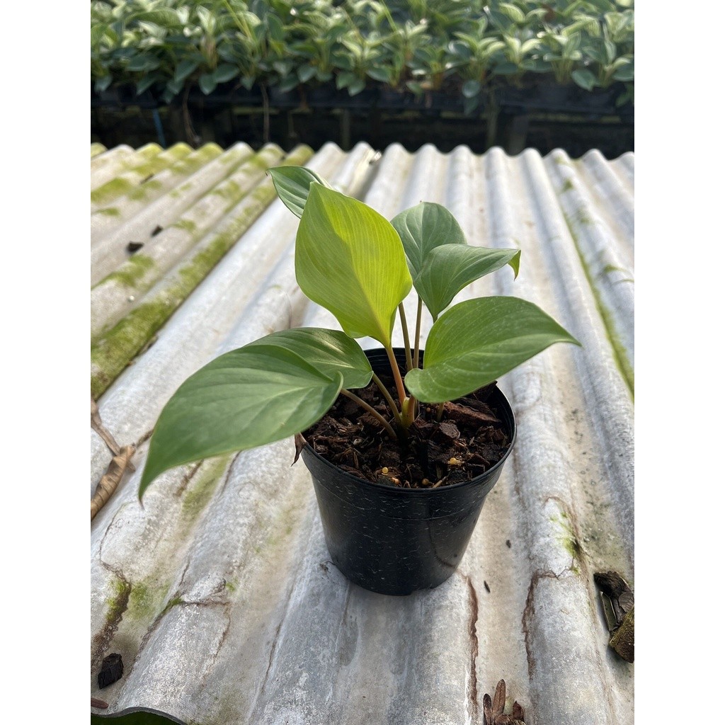 มุมมอง 2