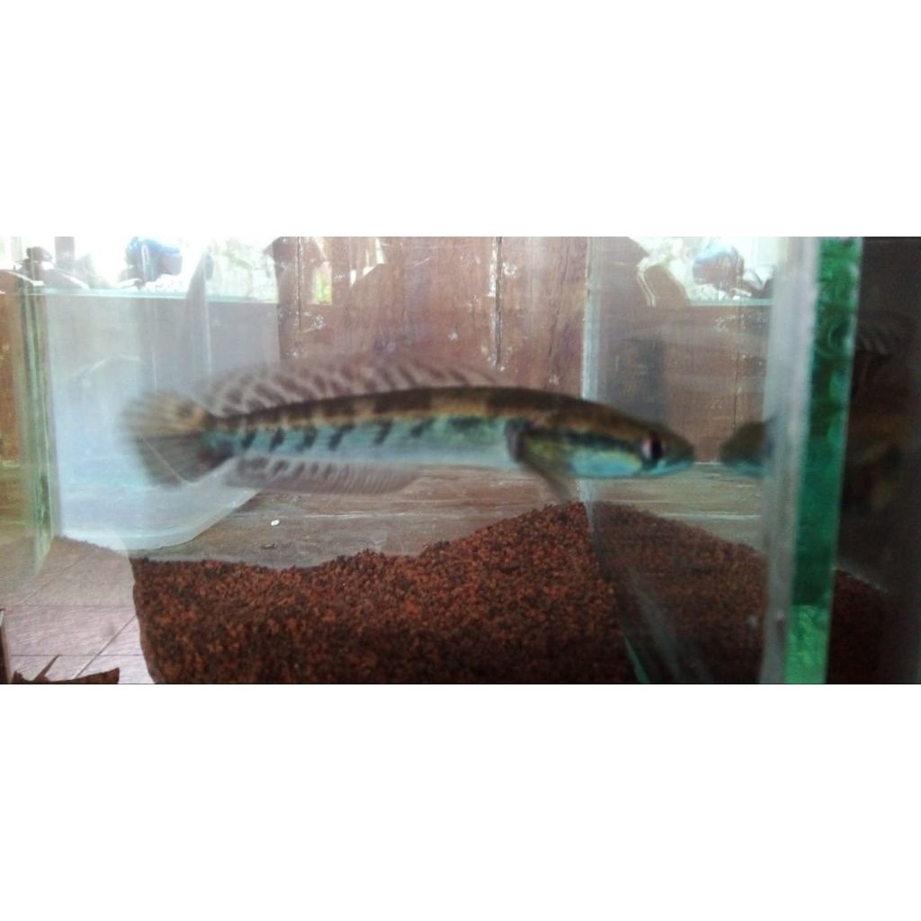 MATA MERAH Maru YS SIMET ตกแต่ง 9-19 ซม. ตาแดง คุณภาพระดับพรีเมียม/ys