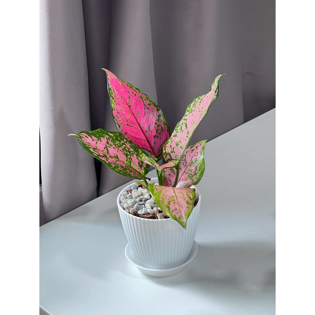 มุมมอง 6