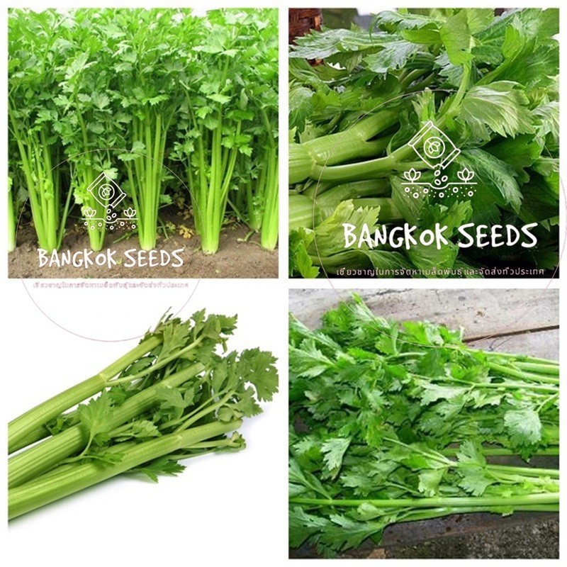 1500-2000 เมล็ด เมล็ดพันธุ์ เซเลอรี่ (celery)  ขึ้นฉ่ายฝรั่งต้นใหญ่