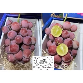 ต้นองุ่นรูบี้โรมันองุ่นเสียบยอดต้นสูงประมาณ 50 ถึง 60 เซนติเมตร_nhorubyroman