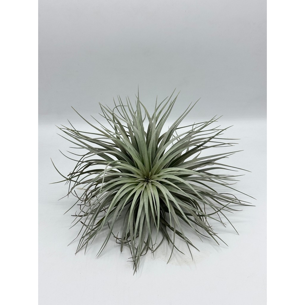 มุมมอง 6