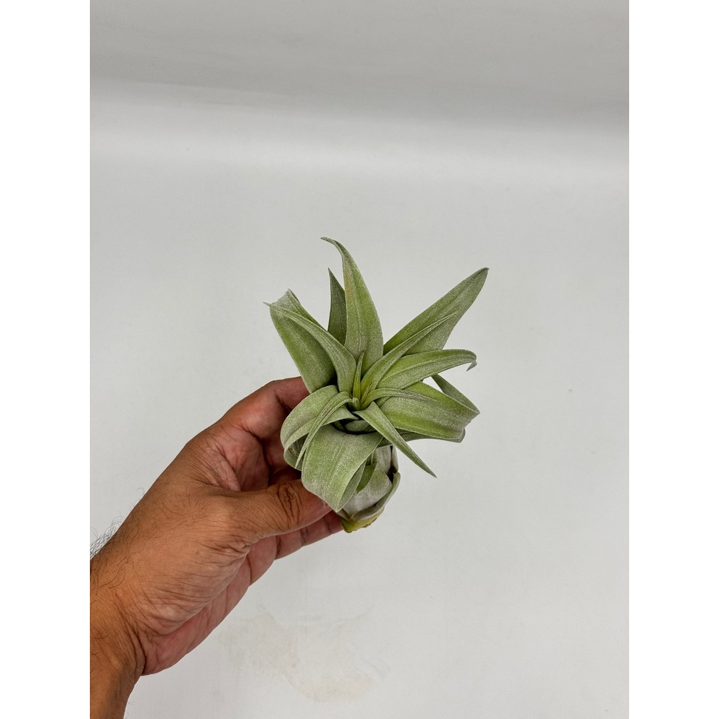 มุมมอง 3