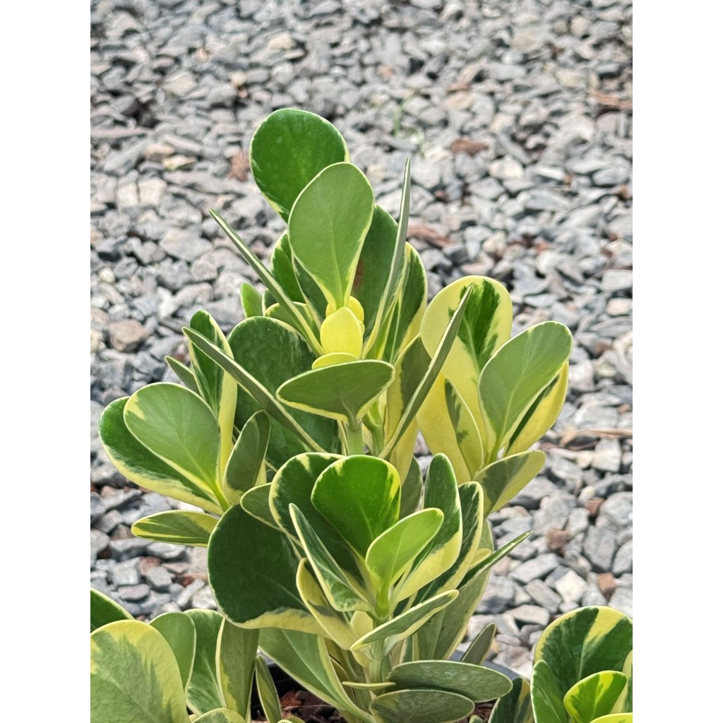 มุมมอง 5