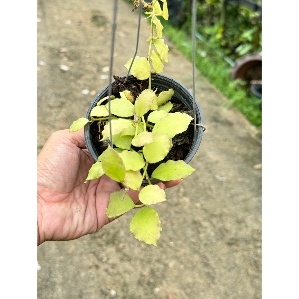 มุมมอง 2