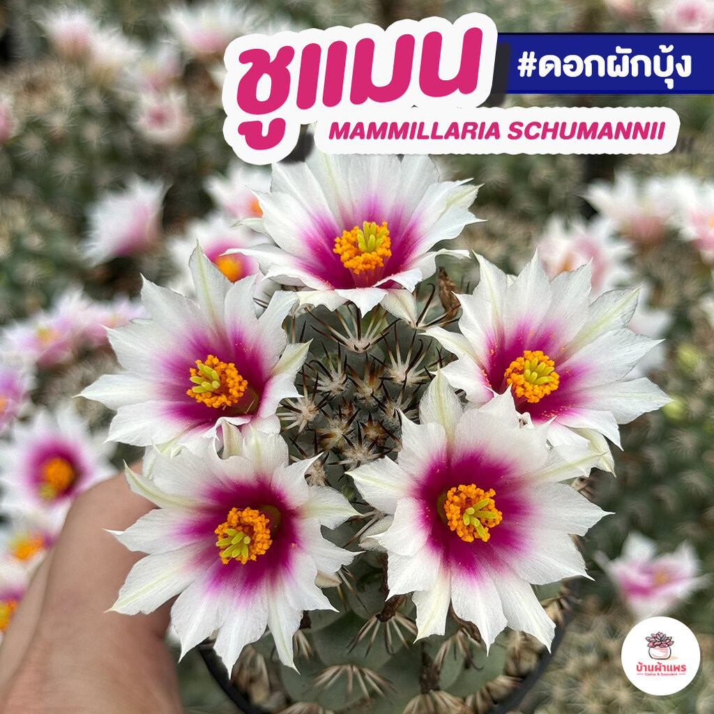 ชูแมน #ดอกผักบุ้ง Mammillaria Schumannii แคคตัส กระบองเพชร cactus&succulent