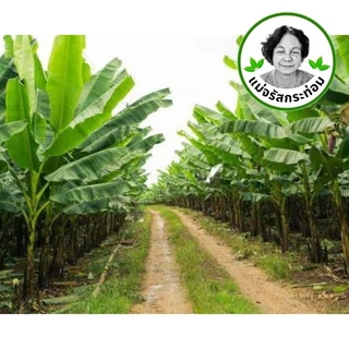 🍌🌿 ใบตองสด Fresh Banana Leaves ใบกล้วยน้ำว้า 1 กิโล จากสวนปลอดสารพิษ ใช้ห่อขนม ทำกระทง