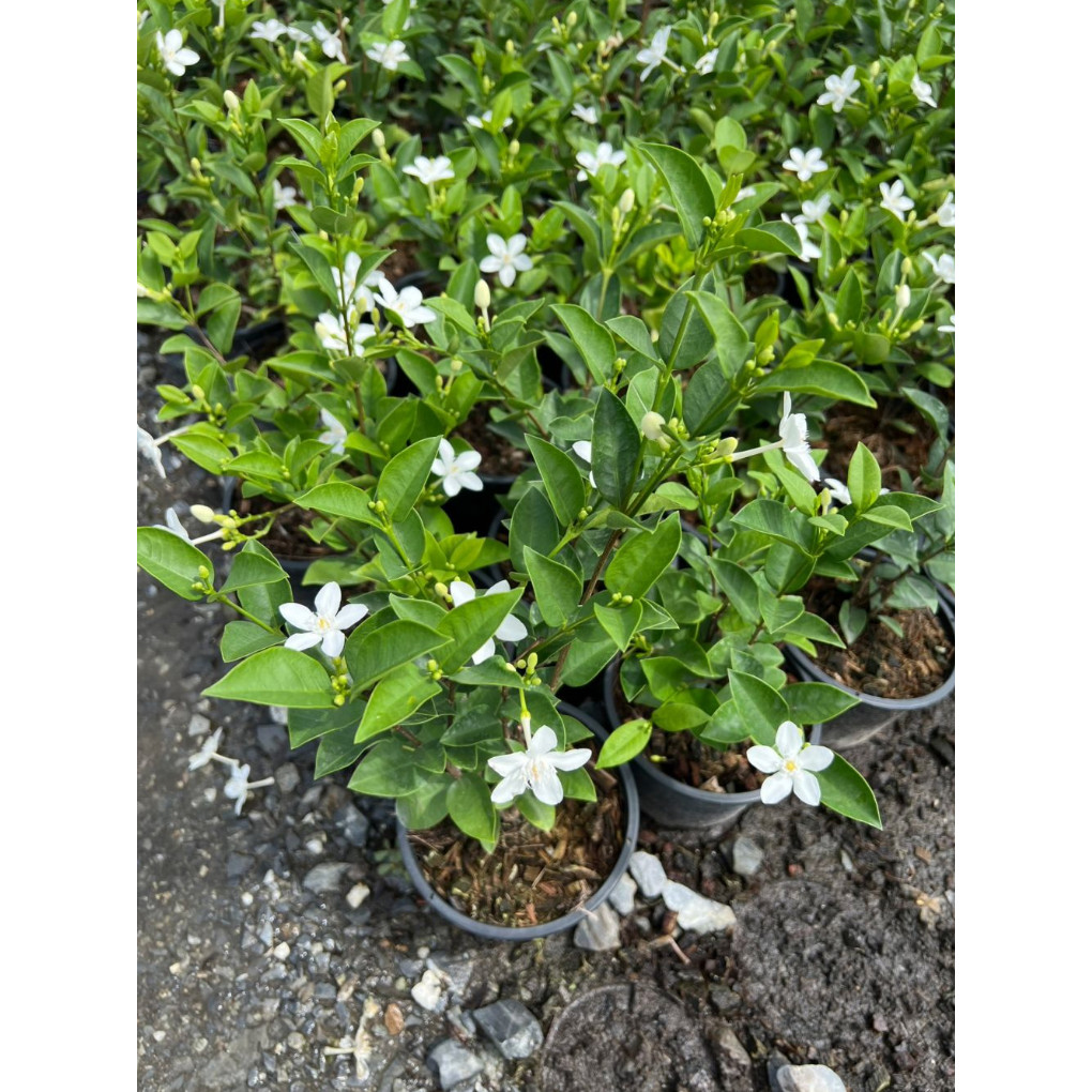 มุมมอง 2