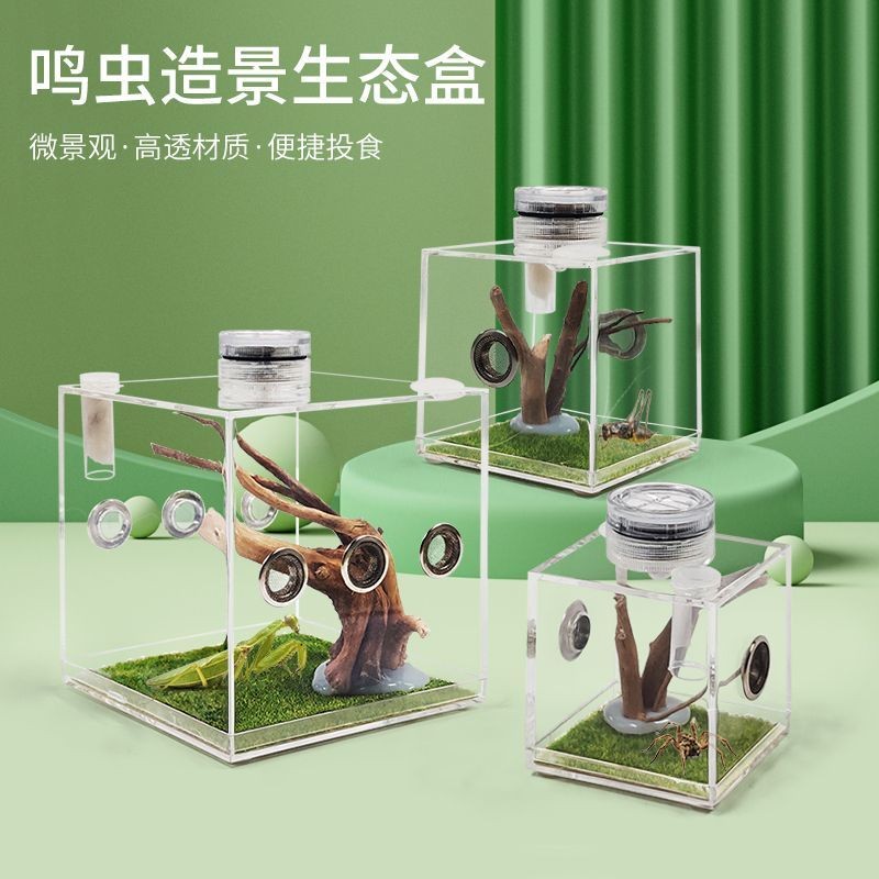 กระโดดแมงมุมกล่องเพาะพันธุ์ด้วงนิเวศวิทยากล่องด้วงมะระด้วงด้วงด้วงด้วงตั๊กแตนแมงมุมแมลงกล่อง2025.7.7