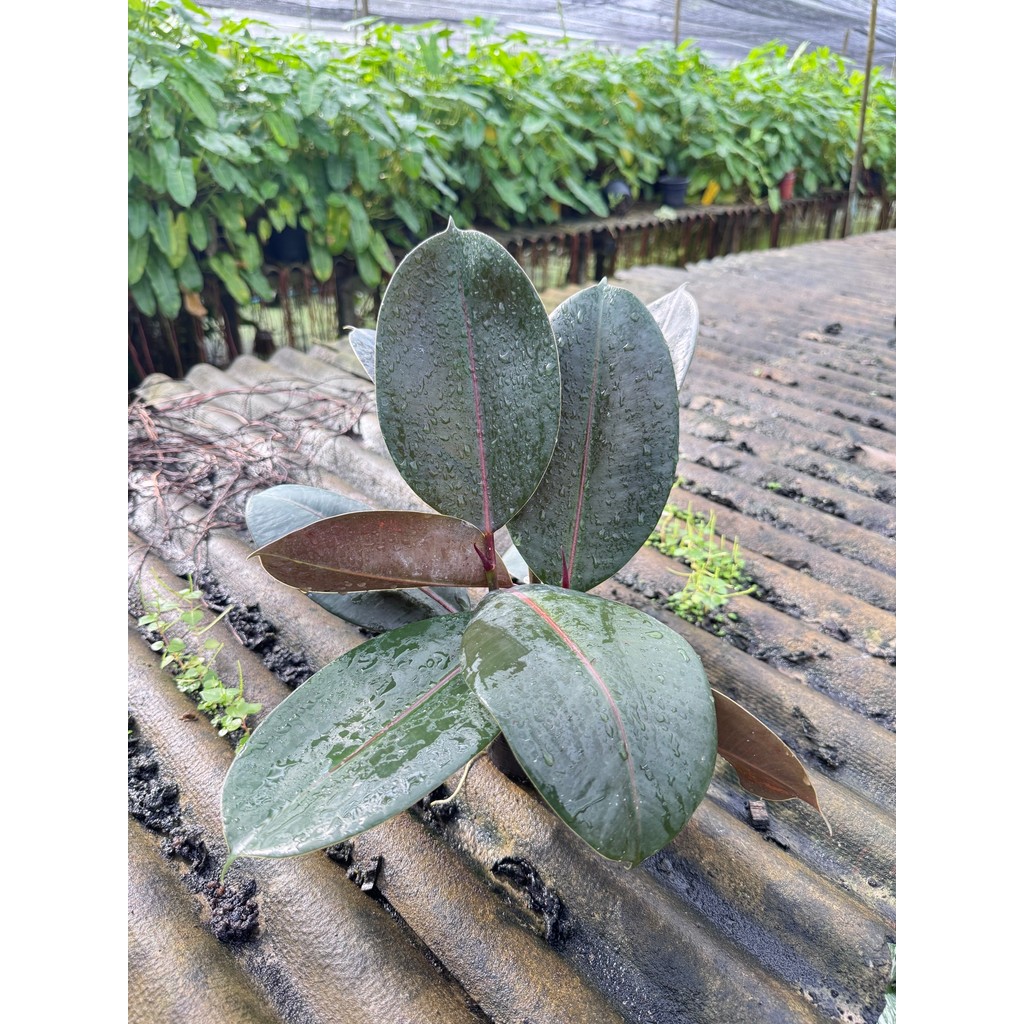 มุมมอง 4