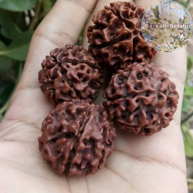ขนาดใหญ่จัมโบ้ Rudyraksha Jenitri Berkah_Alway