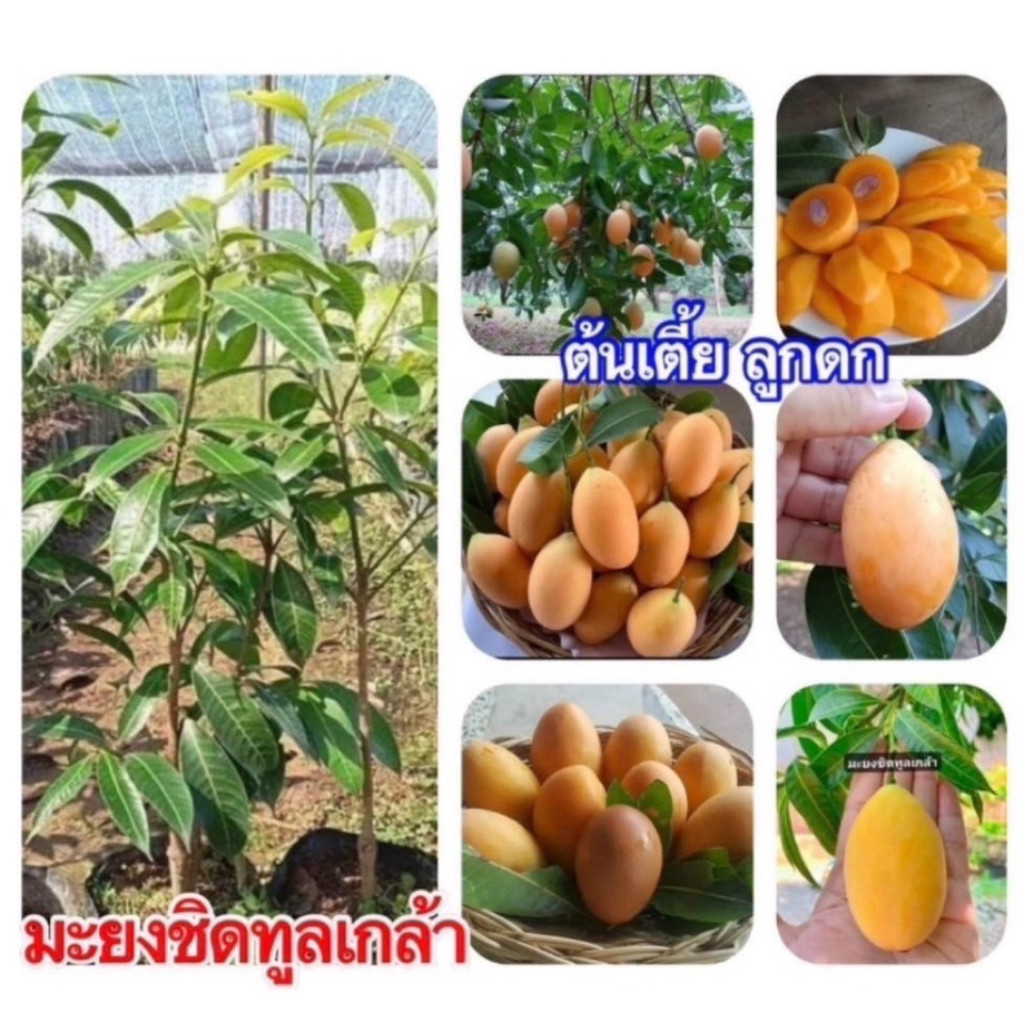 ต้นมะยงชิดทูลเกล้า ต้นใหญ่ ลูกใหญ่เท่าไข่ไก่ รสหวาน แข็งแรงติดลูกเร็ว 1-2 ปีติดผล