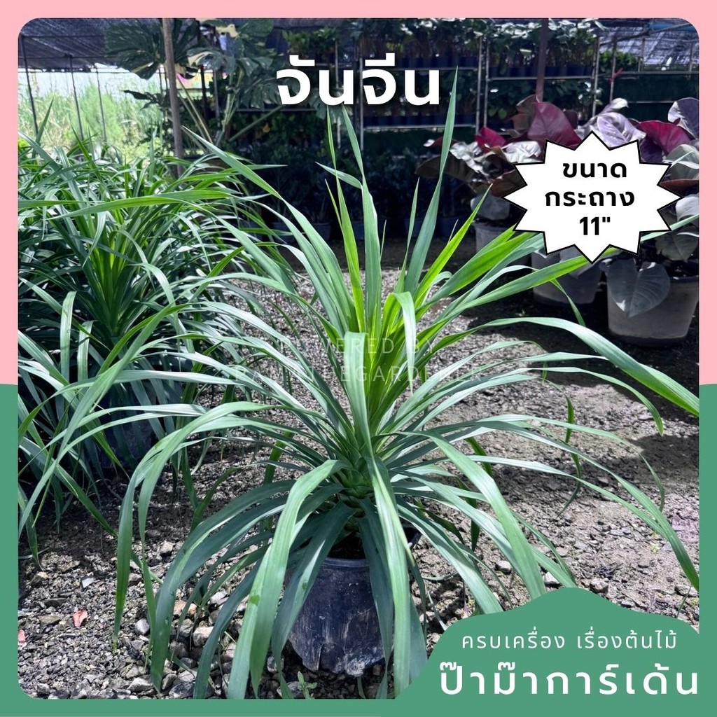 มุมมอง 7