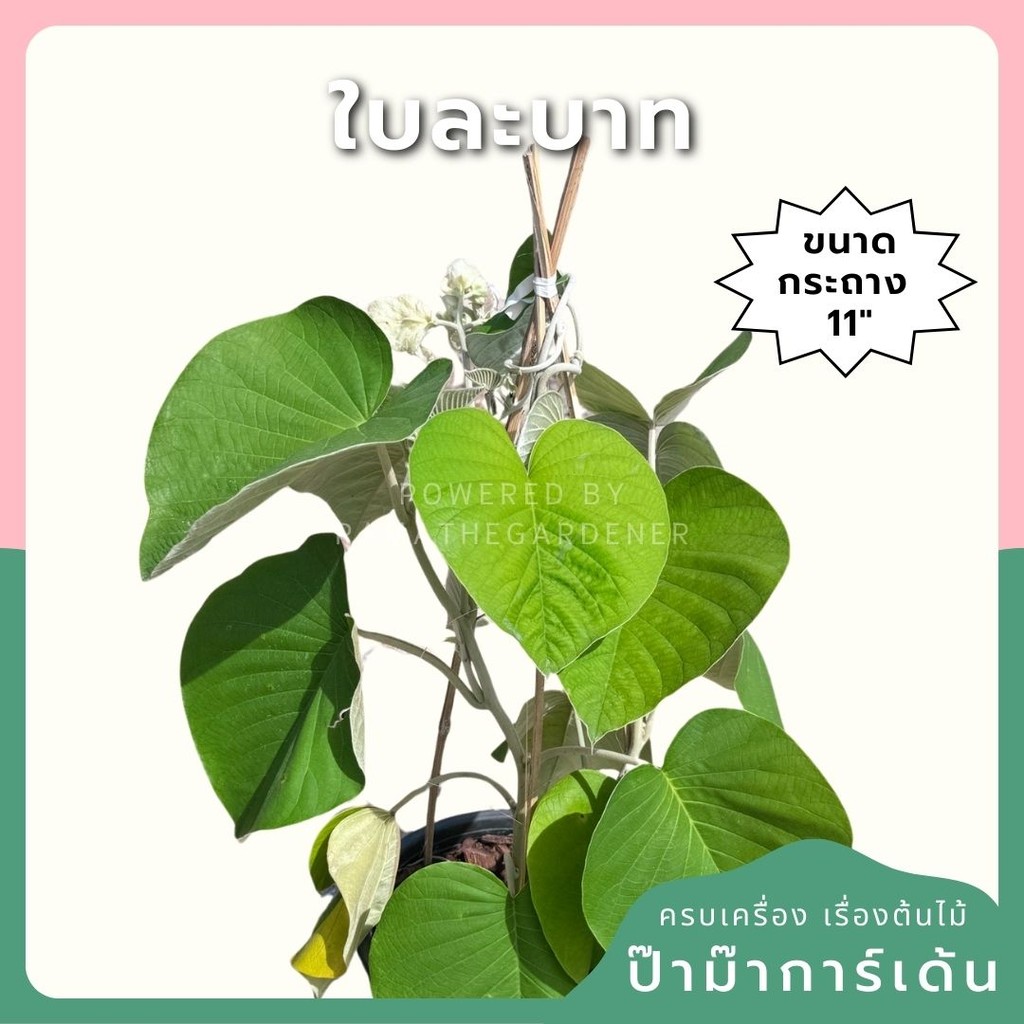 ใบละบาท ส่งพร้อมกระถาง 11 นิ้ว