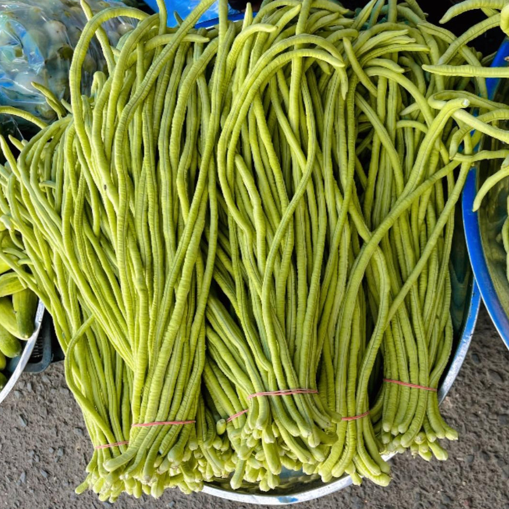 ถั่วผักยาวเขียวเมล็ดพันธุ์ 15-40 เมล็ด ฝักยาวตรง สีเขียวสด กรอบ หวาน โตเร็ว ให้ผลผลิตต่อเนื่อง 2–3 เดือน (ซื้อ10แถม1)