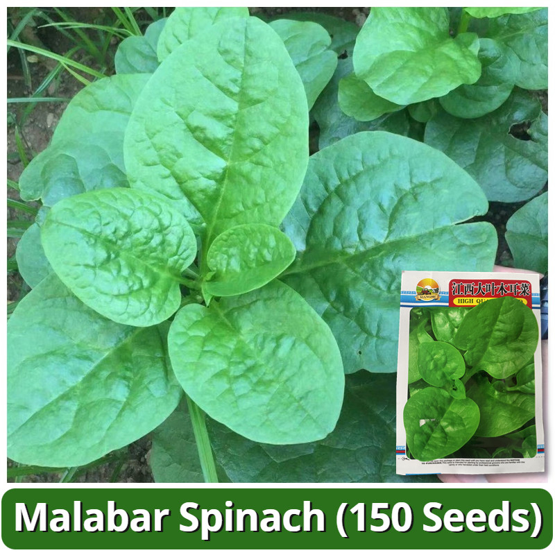 เมล็ดพันธุ์ ผักปลัง ผักโขมหูกวาง 150 เมล็ด Big Leaf Malabar Spinach Seeds เมล็ดพันธุ์ผัก ผักสวนครัว บอนไซ ผักออร์แกนิก