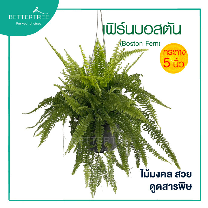 เฟิรน์บอสตัน(กระถาง 8 นิ้ว)  ไม้ประดับ ไม้แขวน ต้นไม้