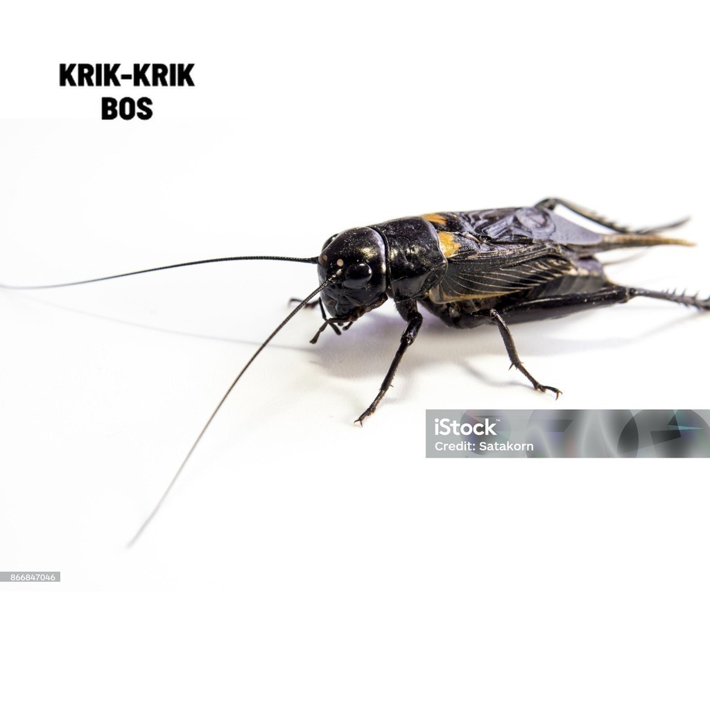 CRICKETS (SUPER LARGE) ขนาดใหญ่ JKK PACKAGE 15 - 30 CRICKETS NECKLACE BONUS BAMBOO CAGE, JALITENG CR