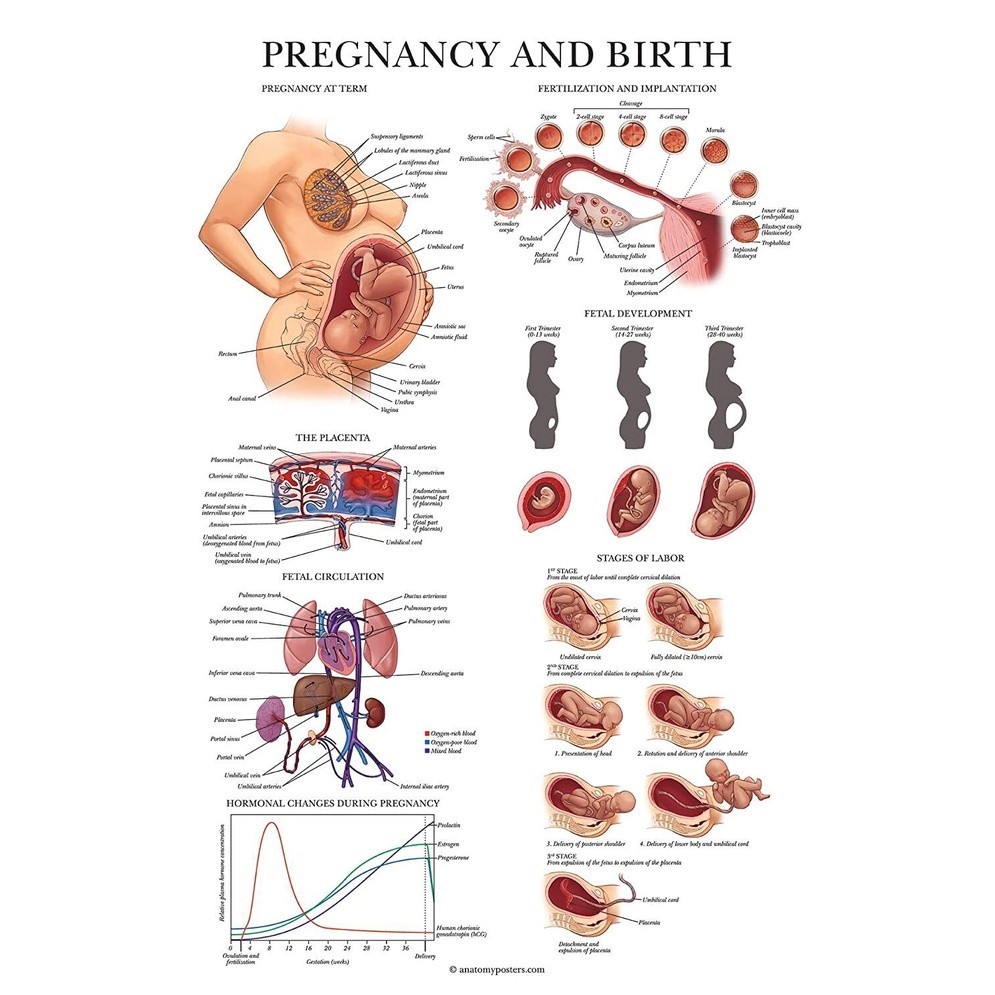 1 Piece Poster Pregnancy and Birth Anatomy Poster Anatomical Chart of Pregnant Female Laminated