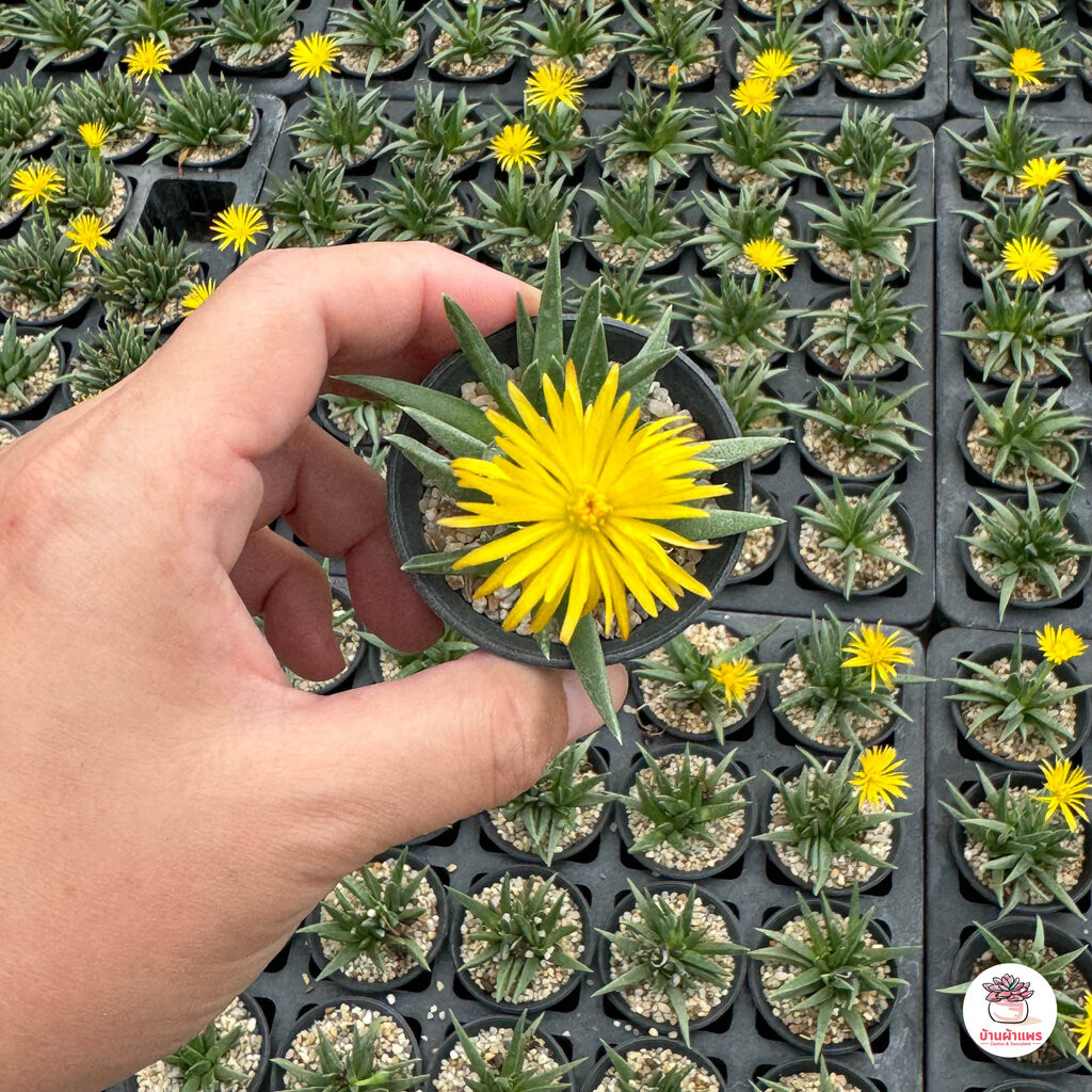 ม้าอ่อน Cheiridopsis sp. ไม้อวบน้ำ กุหลาบหิน แคคตัส กระบองเพชร cactus&succulent