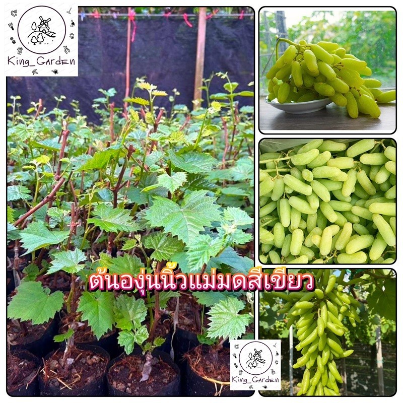 ต้นองุ่นนิ้วแม่มดสีเขียวองุ่นเสียบยอดต้นสูงประมาณ 50 ถึง 60 เซนติเมตร_nhongontayxanh