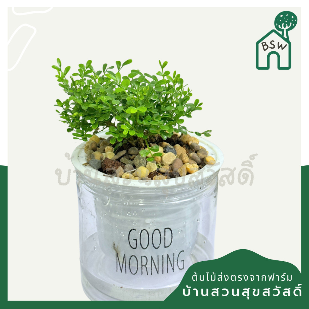 ต้นแก้วแคระ พร้อมกระถางดูดน้ำอัตโนมัติ เหมาะวางไว้บนโต๊ะทำงาน การดูแลรักษาง่ายๆ