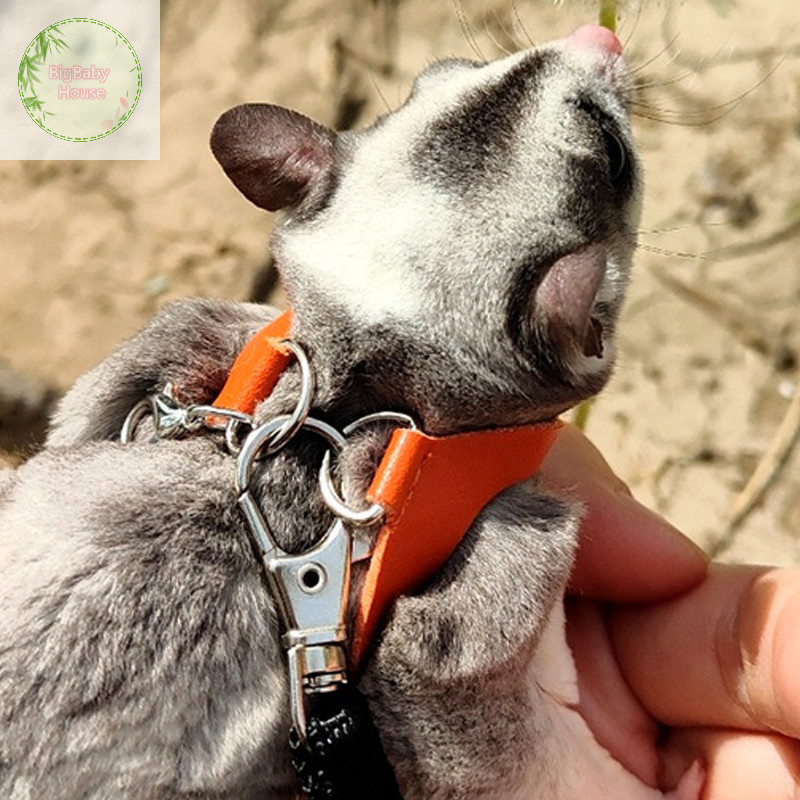 Bigbabyhouse 4 ชิ้นสัตว์เลี้ยงขนาดเล็กสายรัดหน้าอกหนูแฮมสเตอร์สายจูงกระรอก Anti Bite เชือกลาก Sugar Glider Windproof พิเศษ Anti Lost เชือก TH