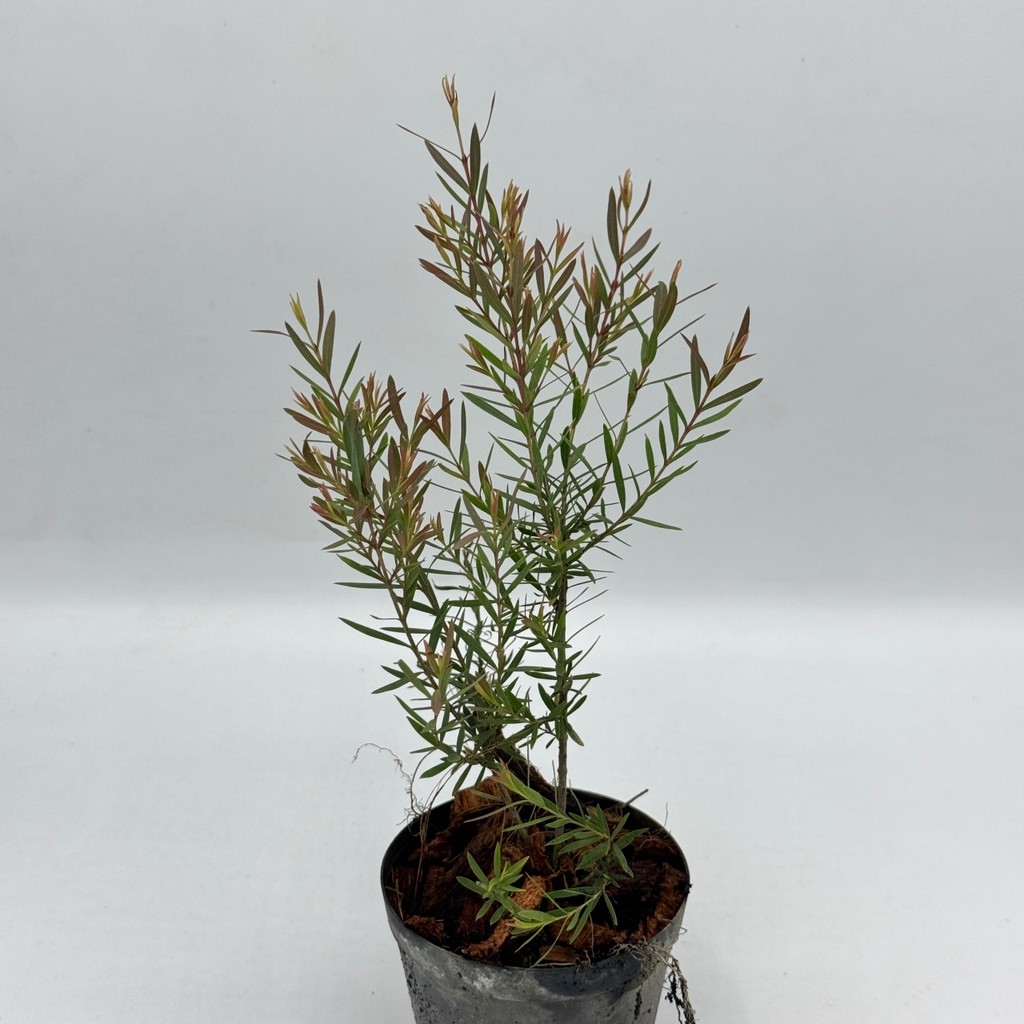 มุมมอง 4