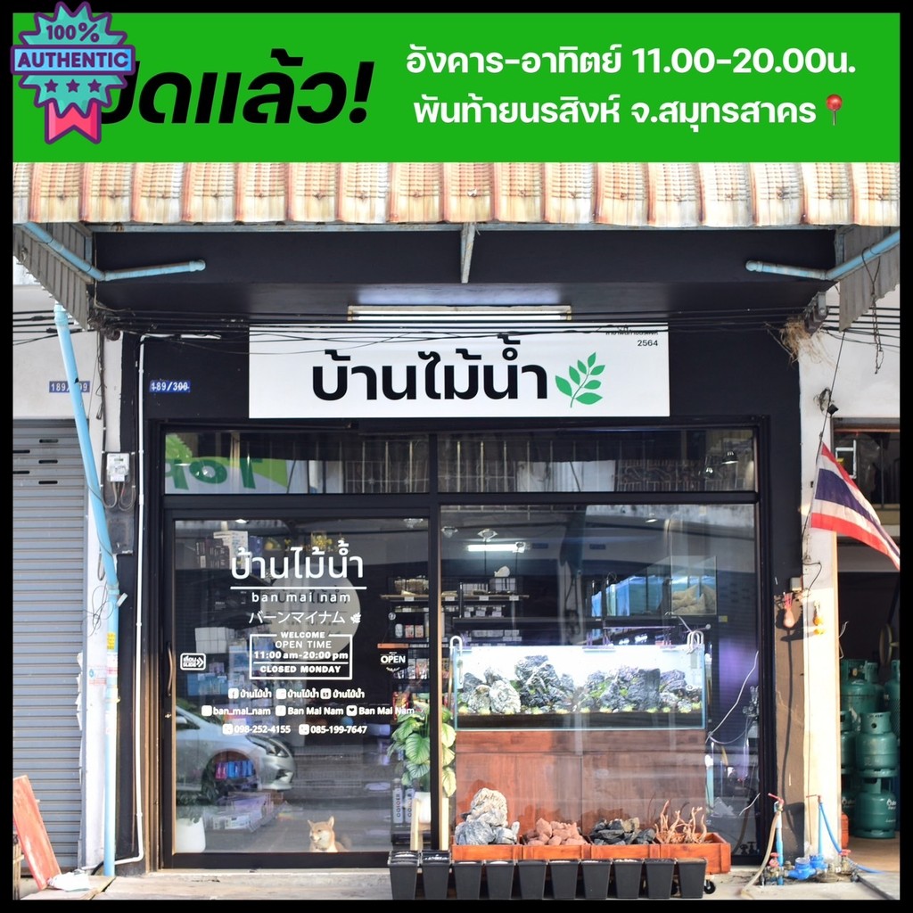 โคมไฟโหลแก้ว โคมไฟวาิ เฉพาะไฟ มีรูเปิดปิดระายความร้อนควคุมความชื้น Wabi Kusa, Terrariumสวนขวด, Cactu