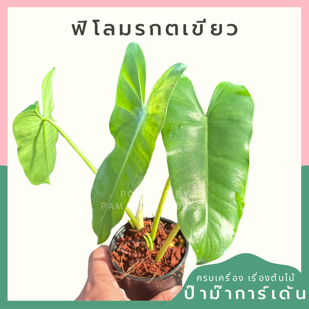 ฟิโลมรกตเขียว 3 นิ้ว  Philodendron Burle-marxii