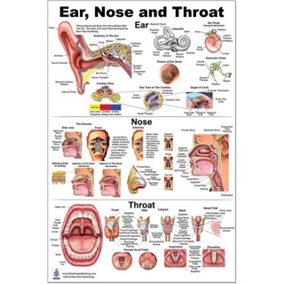 Da Mai Ear Nose Throat Anatomy Poster Otolarynogy