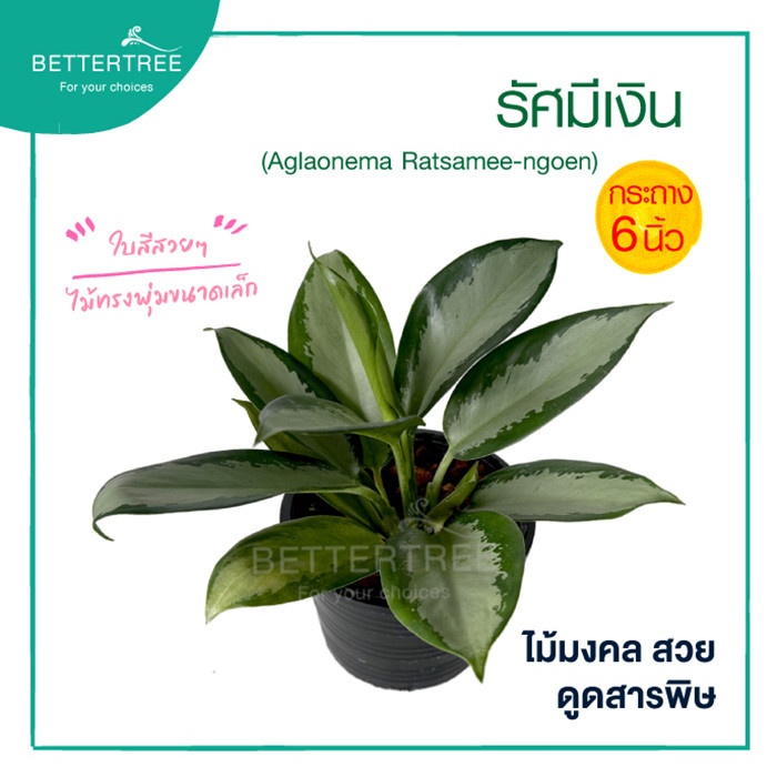 รัศมีเงิน กระถาง 6 นิ้ว ต้นไม้มงคล ไม้ฟอกอากาศ ต้นไม้ plant