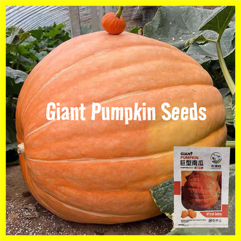 5pcs/pack เมล็ดพันธุ์ฟักทองยักษ์ เมล็ดฟักทองยักษ์แคลิฟอร์เนีย Giant Pumpkin Seeds for Planting Pumpk