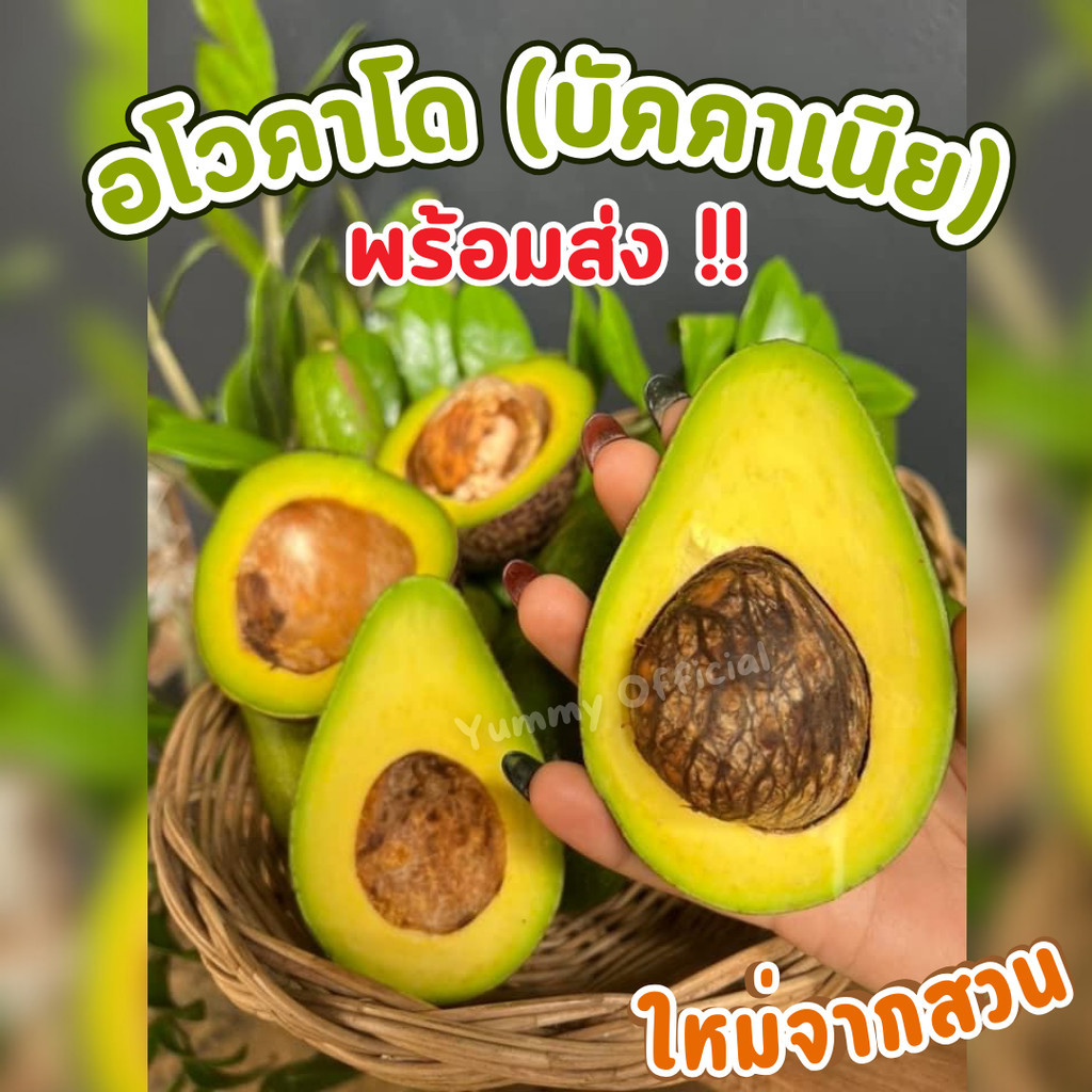 PWshop Avocado อโวคาโด อร่อย สดใหม่จากดอย เนื้อแน่น อร่อย อะโวคาโดสด บูส7 034 แฮส อะโวคคาโด้ พร้อมส่