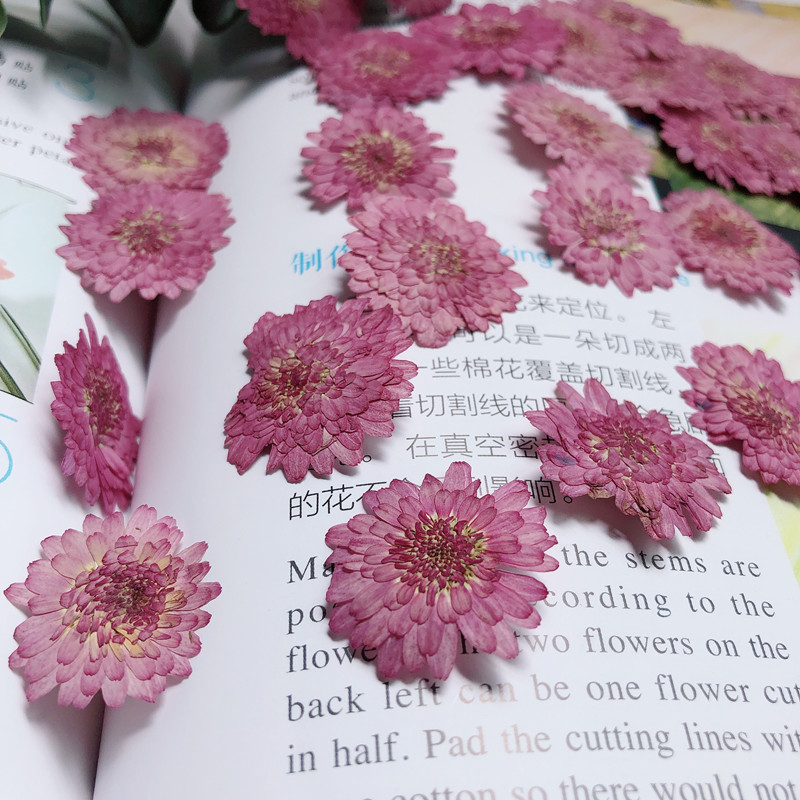12PCS ขนาดเล็กสีม่วง Chrysanthemum Double กลีบสีม่วง Fireball แห้งดอกไม้นูน DIY Handmade นูนดอกไม้กรอบ Dropping กาวเคสโทรศัพท์วัสดุ