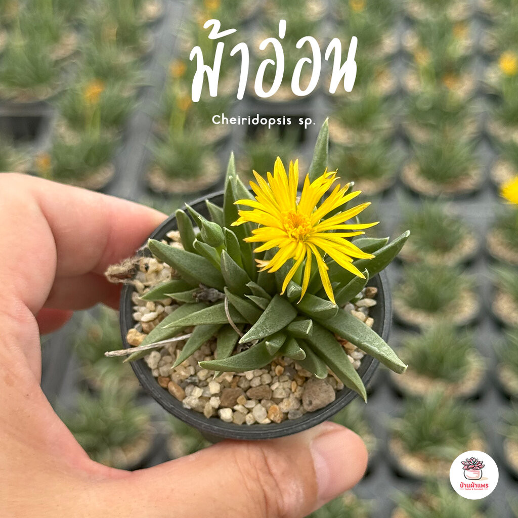 ม้าอ่อน Cheiridopsis sp. ไม้อวบน้ำ กุหลาบหิน แคคตัส กระบองเพชร cactus&succulent